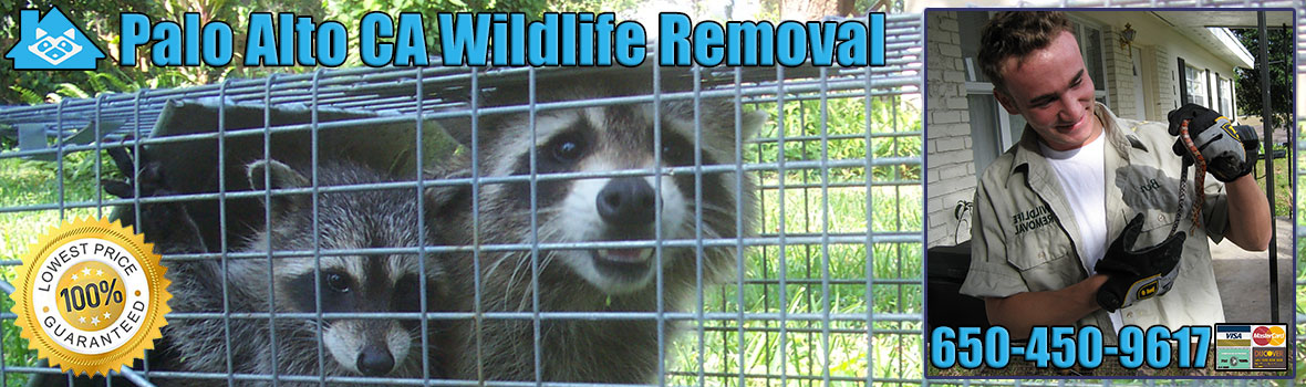 Palo Alto Wildlife and Animal Removal
